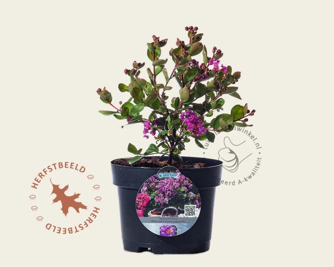 Lagerstroemia indica 'Milavio' (With Love Eternal)