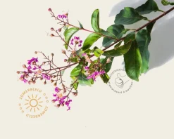 Lagerstroemia indica 'Muskogee'