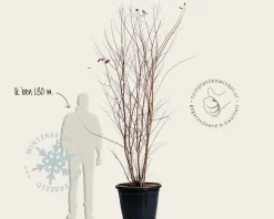 Lagerstroemia indica 'Muskogee' - meerstammig