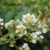 Lagerstroemia indica 'Natchez' - meerstammig