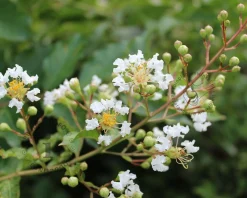 Lagerstroemia indica 'Natchez'