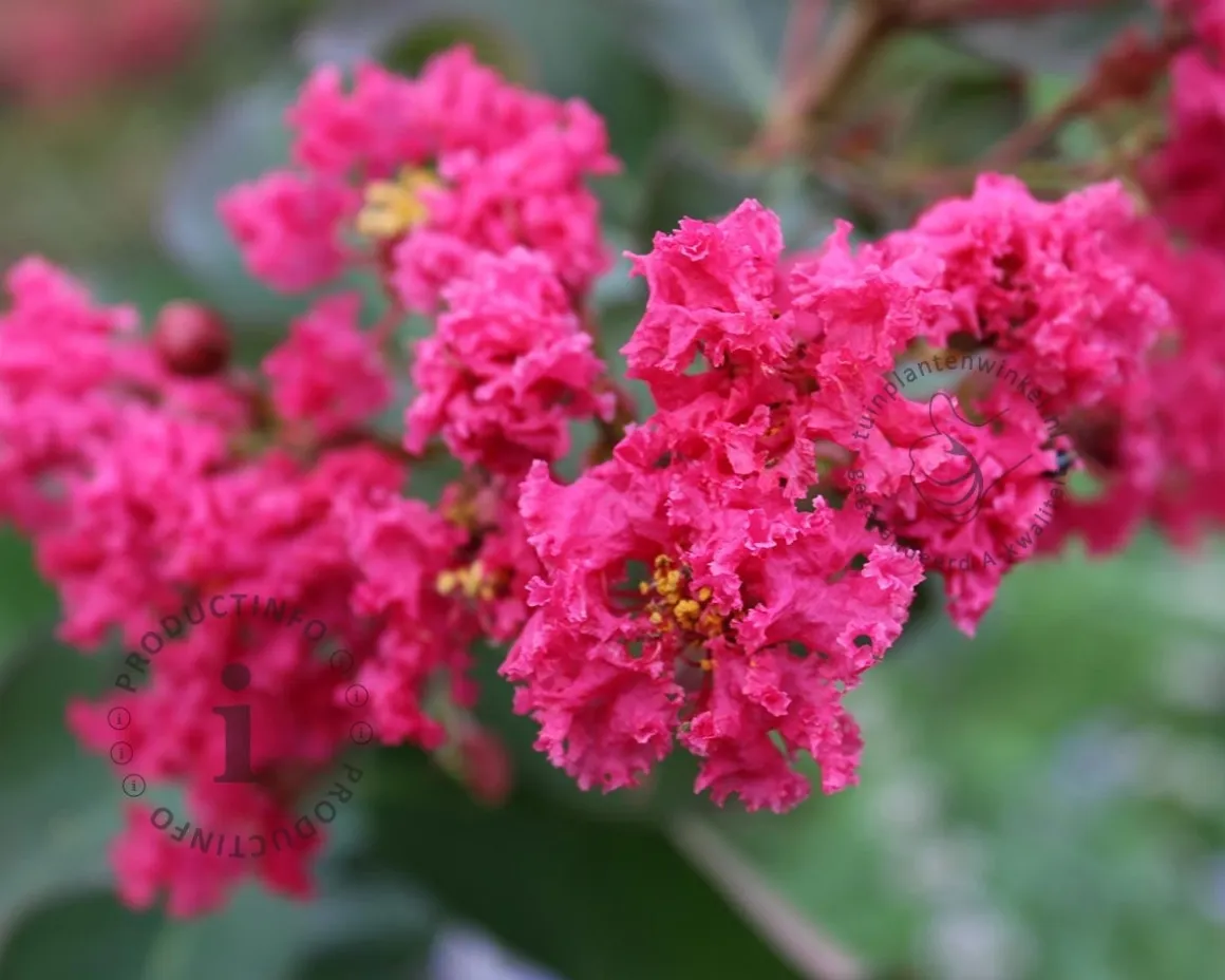 Lagerstroemia indica 'Pink Velour' - op stam