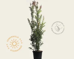 Lagerstroemia indica 'Tuscarora' - meerstammig