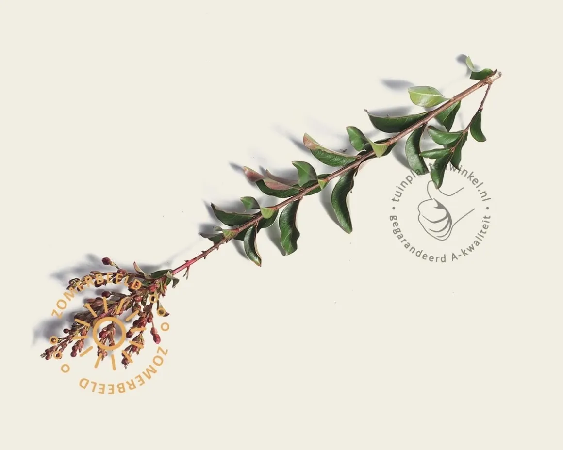 Lagerstroemia indica 'Tuscarora' - meerstammig