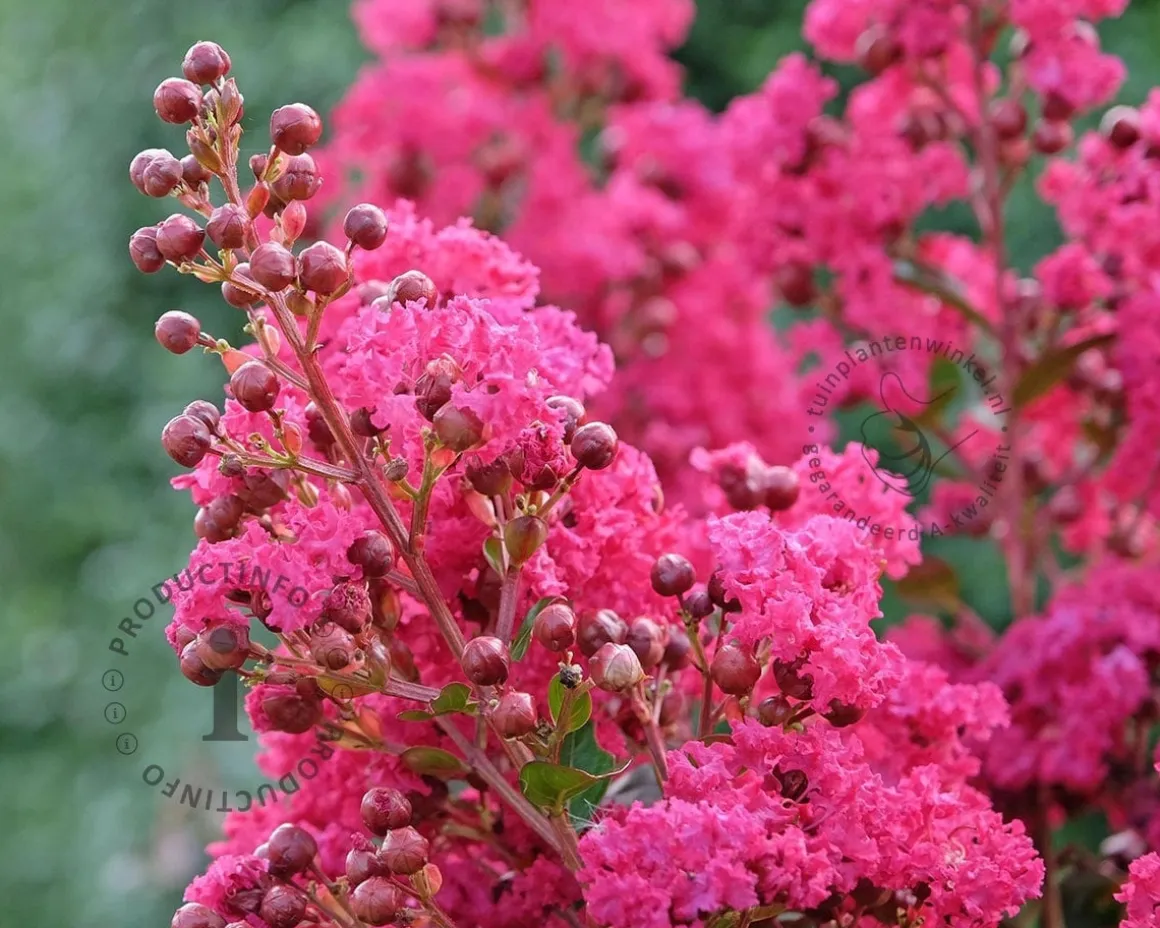 Lagerstroemia indica 'Tuscarora' - hoogstam