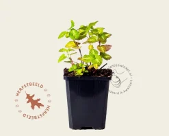 Lamium maculatum 'Roseum'