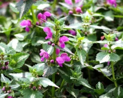 Lamium maculatum 'Roseum'
