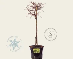 Larix decidua 'Little Bogle' - 40 cm stam