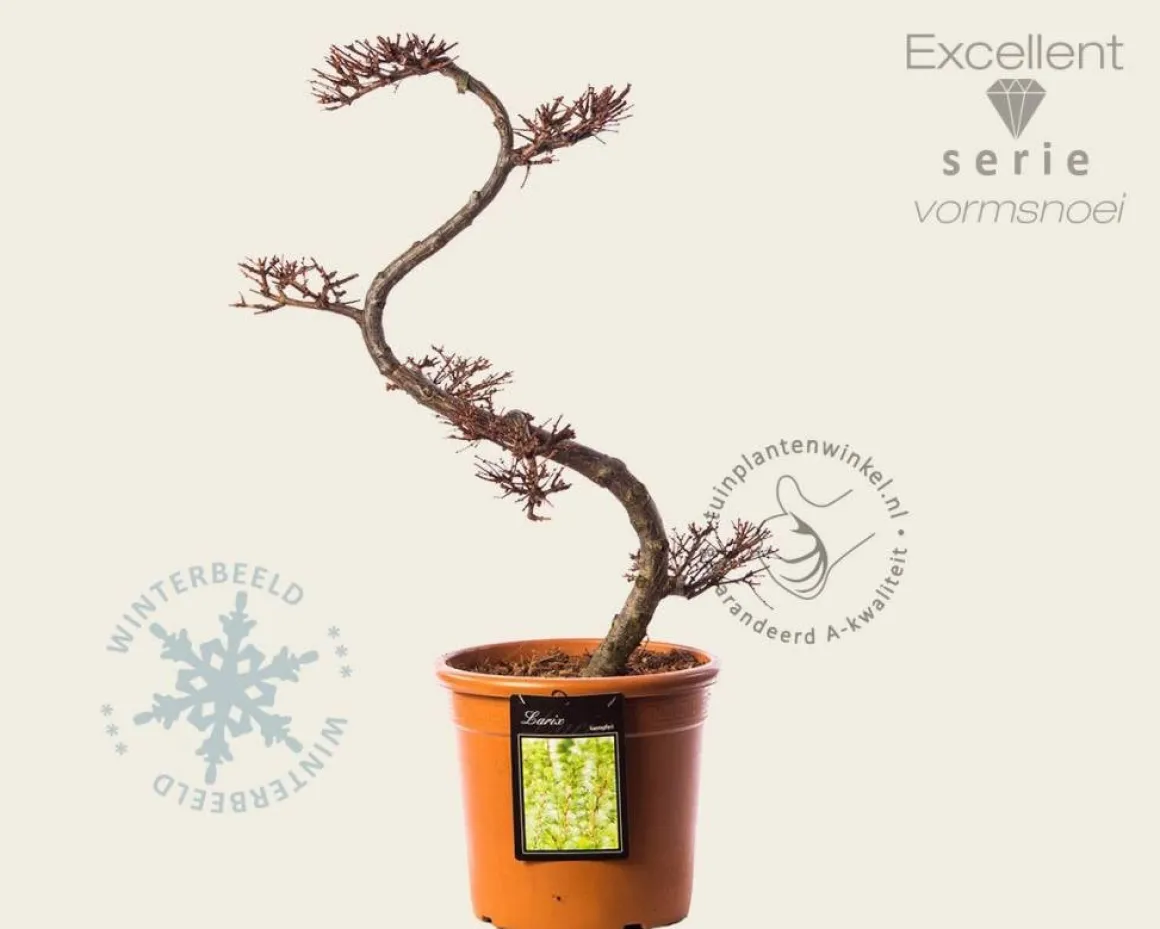 Larix kaempferi - bonsai - Excellent