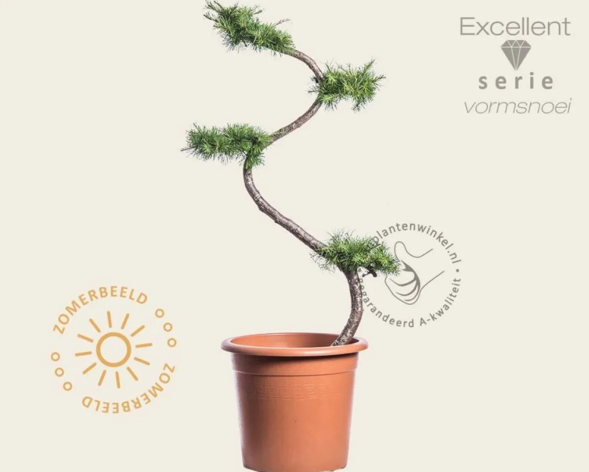 Larix kaempferi - bonsai - Excellent