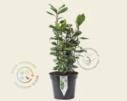 Laurus nobilis