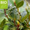 Laurus nobilis - Puur