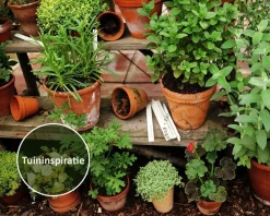 Laurus nobilis - Puur