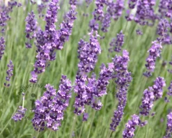 Lavandula angustifolia 'Dwarf Blue'