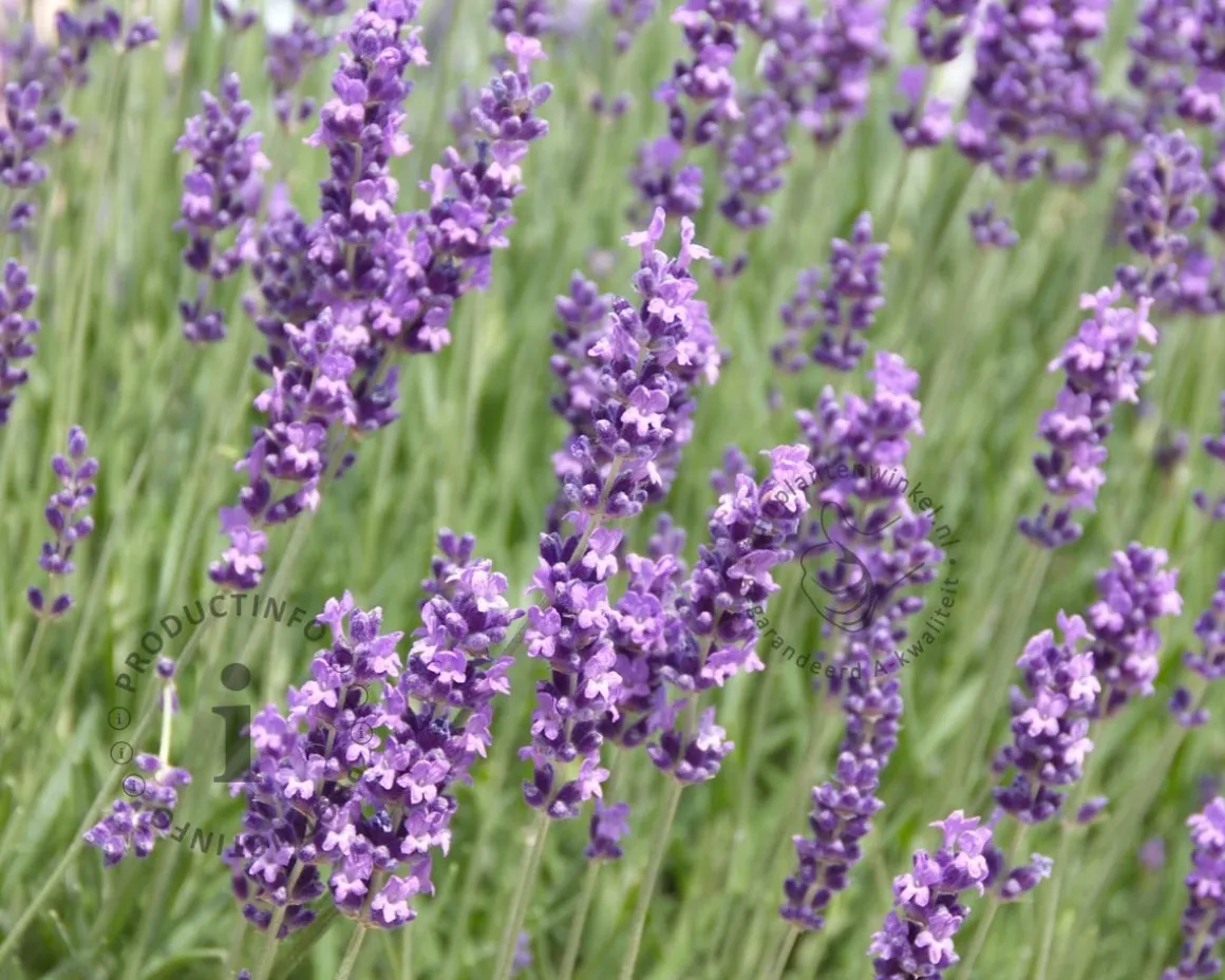 Lavandula angustifolia 'Dwarf Blue'