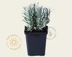 Lavandula angustifolia 'Edelweiss'