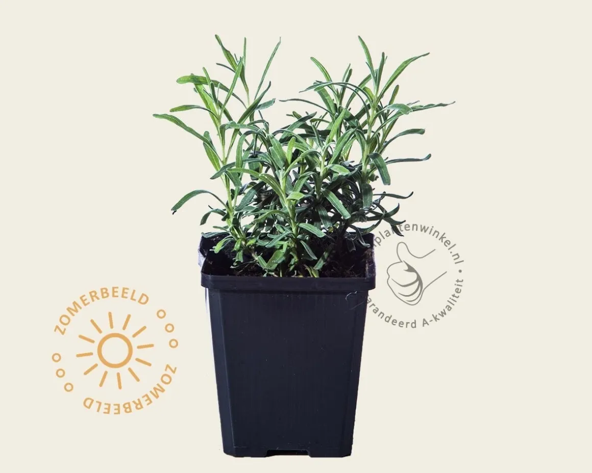 Lavandula angustifolia 'Munstead'