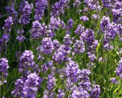 Lavandula angustifolia 'Munstead'