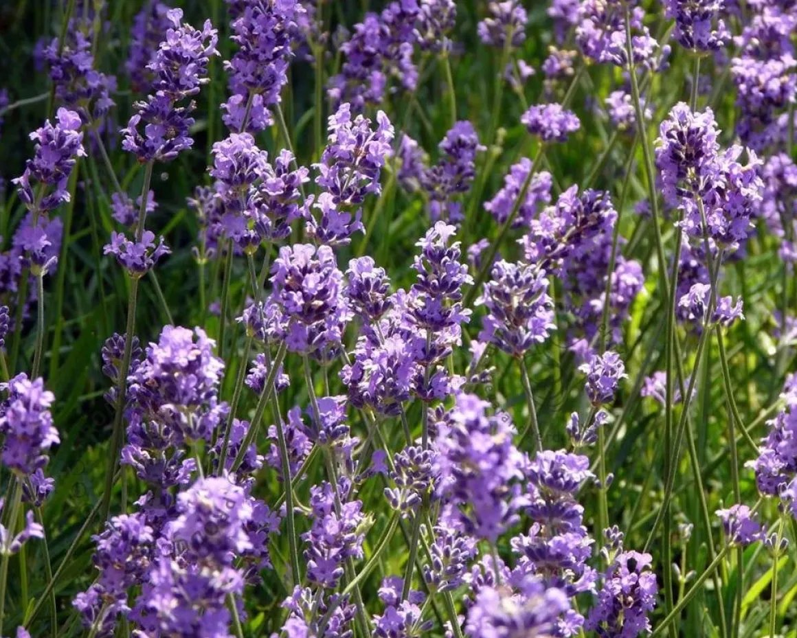Lavandula angustifolia 'Munstead'