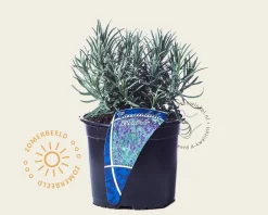 Lavandula angustifolia 'Munstead'