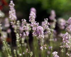 Lavandula angustifolia 'Rosea'