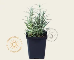 Lavandula angustifolia 'Rosea'