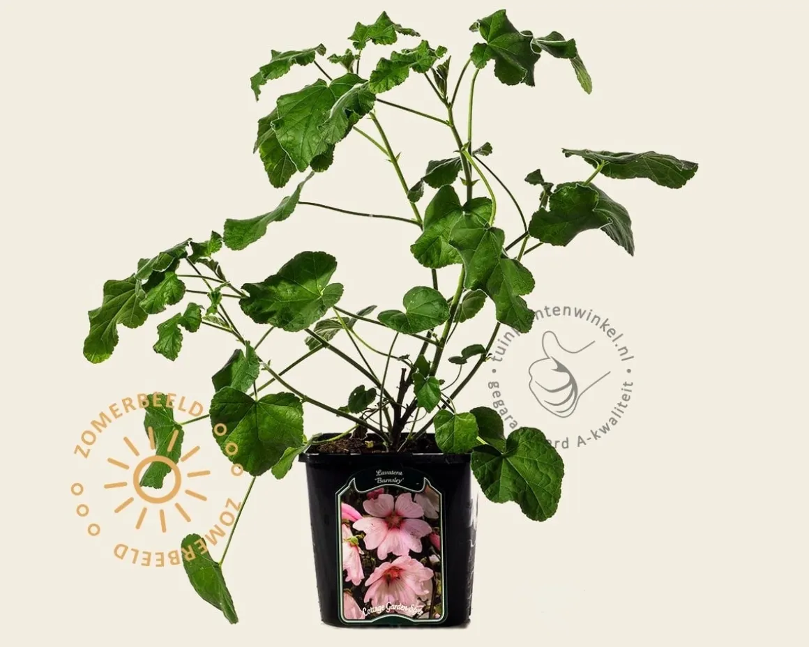 Lavatera 'Barnsley'