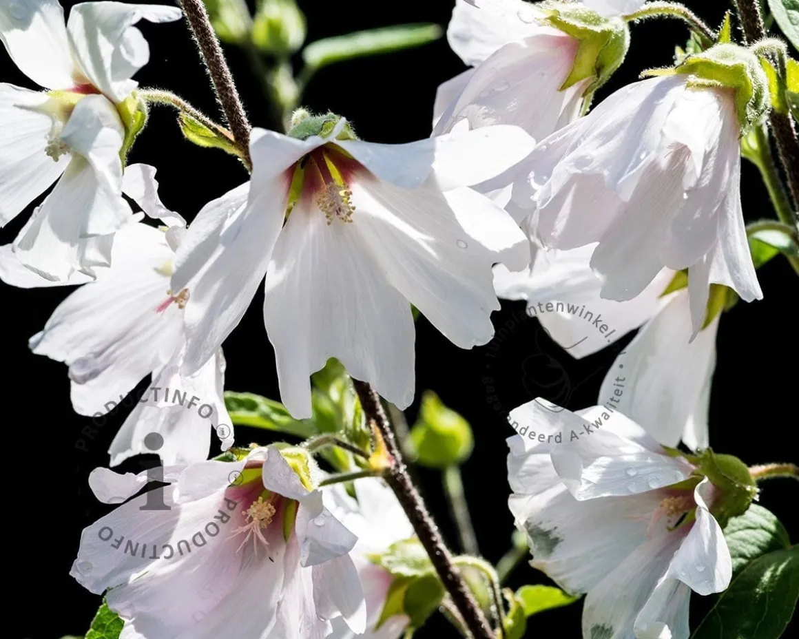 Lavatera 'Barnsley'