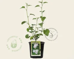 Lavatera 'Barnsley'