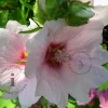 Lavatera 'Barnsley Baby'