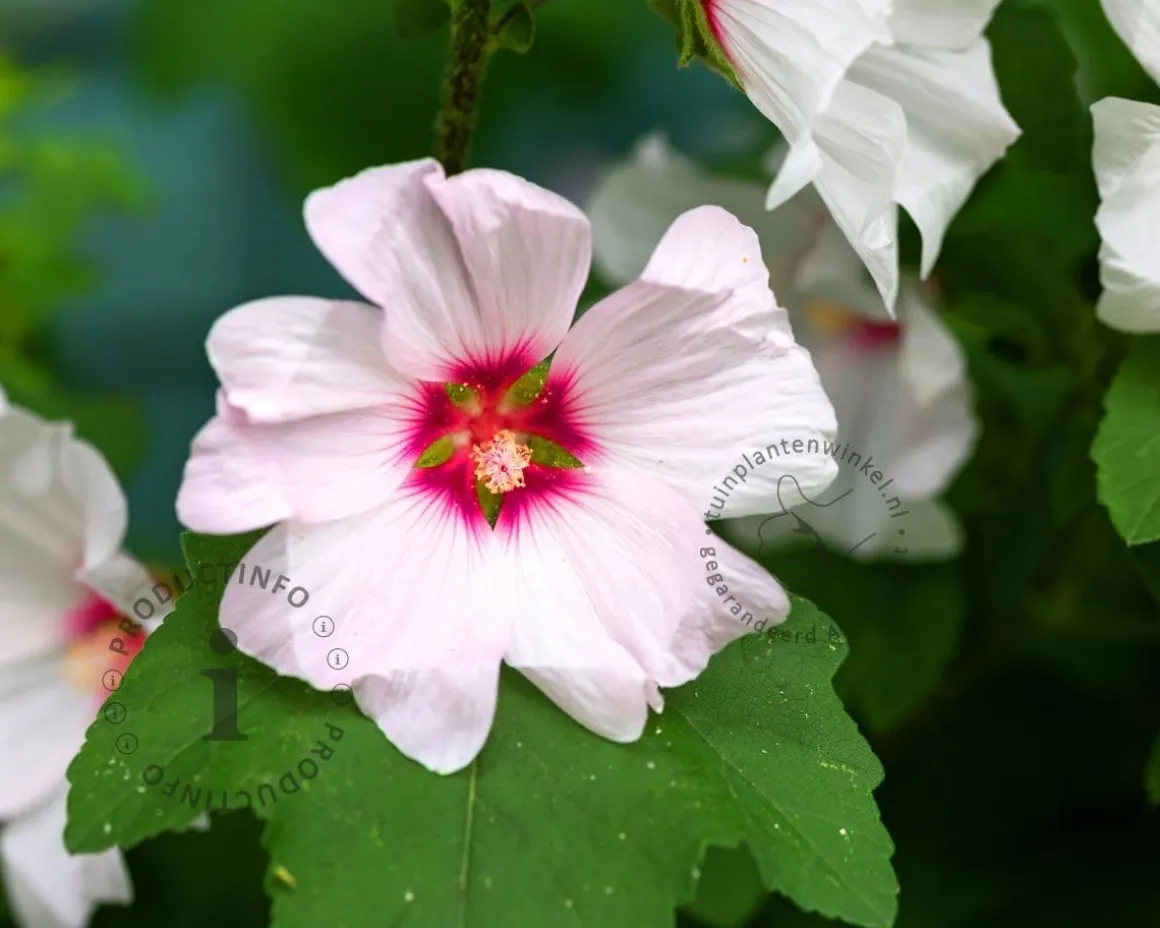 Lavatera 'Barnsley Baby'