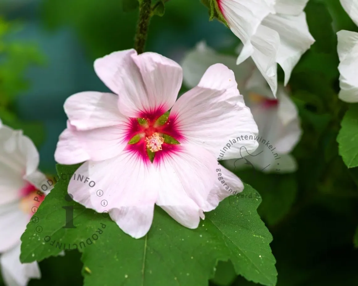 Lavatera 'Blushing Bride'