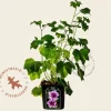 Lavatera 'Maritima'
