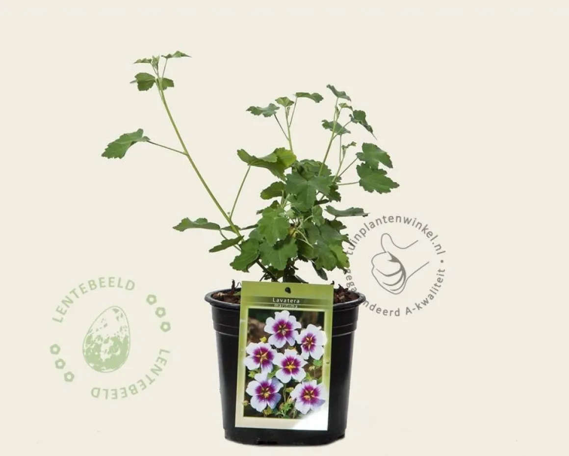 Lavatera 'Maritima'