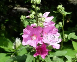 Lavatera olbia 'Rosea'