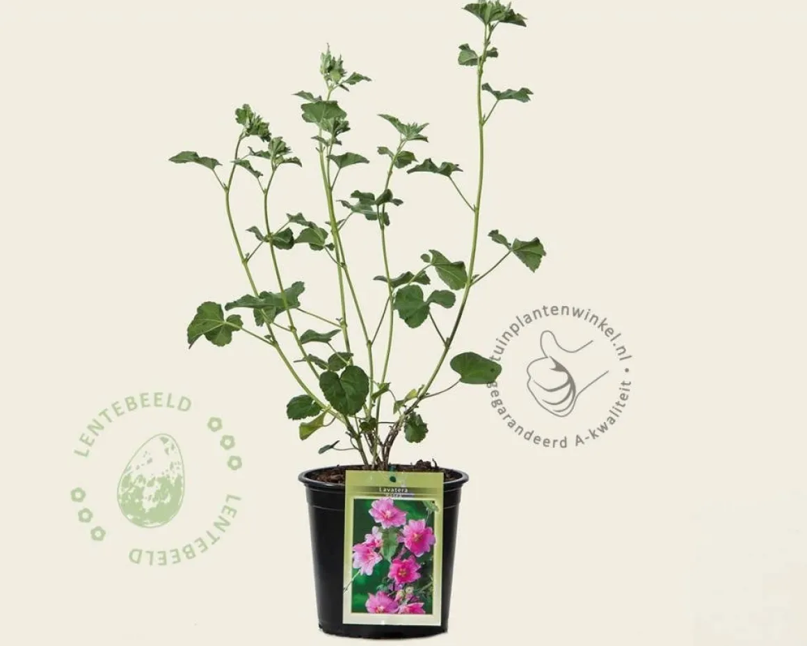 Lavatera olbia 'Rosea'