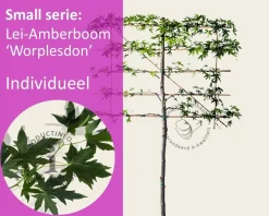 Lei amberboom - Rek 120x90 cm