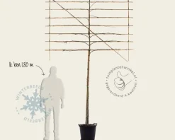 Lei amberboom - Rek 200x130 cm