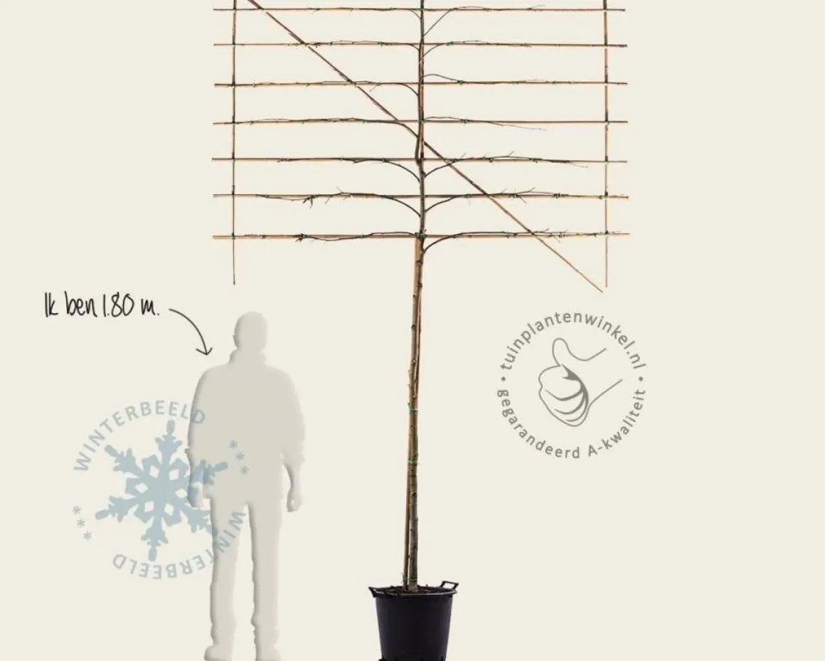 Lei amberboom - Rek 200x130 cm