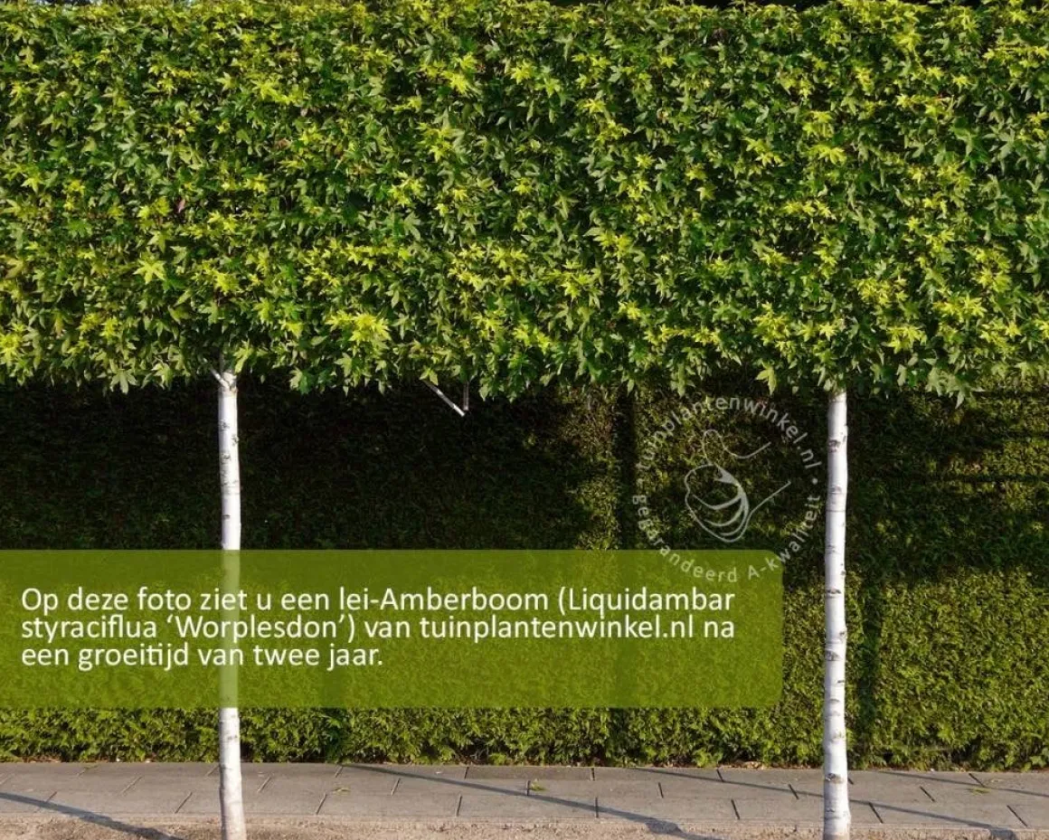 Lei amberboom - Rek 200x130 cm