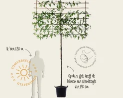Lei amberboom - Rek 200x130 cm