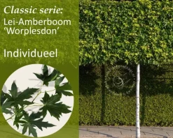 Lei amberboom - Rek 200x130 cm