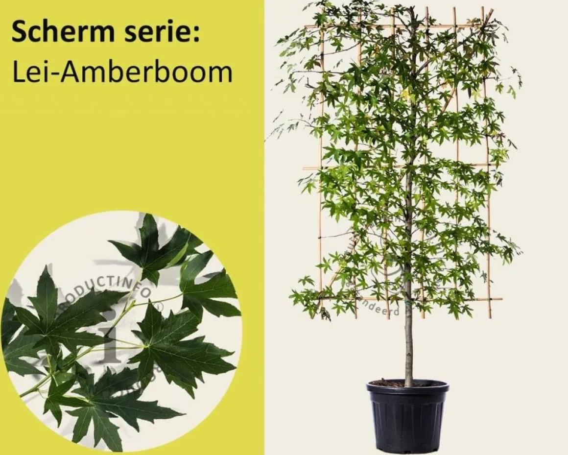 Lei amberboom - Scherm