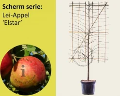 Lei-Appel 'Elstar' - Scherm