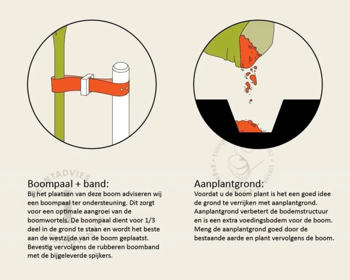Lei-Appel 'Elstar' - Scherm