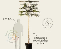 Leiconifeer 'Excelsa' - Rek 120x90 cm