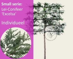 Leiconifeer 'Excelsa' - Rek 120x90 cm