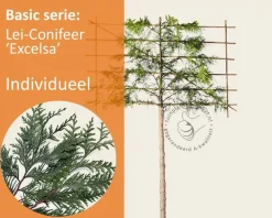 Leiconifeer 'Excelsa' - Rek 180x110 cm