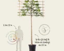 Leiconifeer 'Excelsa' - Rek 180x110 cm