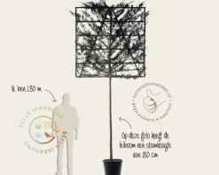 Leiconifeer - Rek 150x150 cm